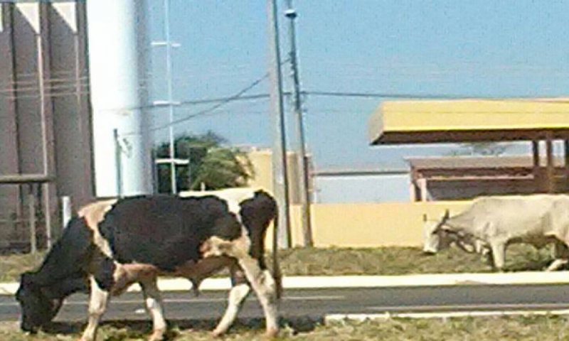 Gado pasta às margens da rodovia próximo ao bairro Cohab Santa Rita - Paulo Ferreira/JPN