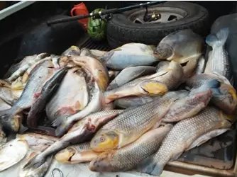  Foram 339 kg de pescado, contra 291 kg da operação passada. - Assessoria