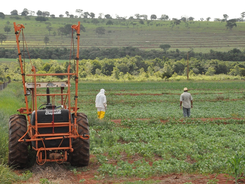 Falta de chuva na região de Paranaíba no mês de janeiro, prejudicou o plantio experimental de soja e de milho - Divulgação