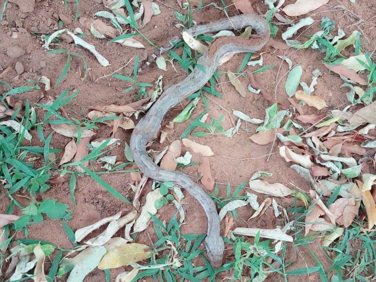 Cobra foi encontrada por moradora dentro de residência  - Arquivo Pessoal/Alex Caldeira