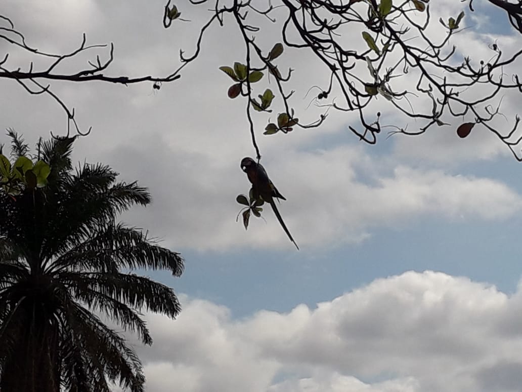 A semana começa com sol forte e muito calor em Paranaíba - Talita Matsushita