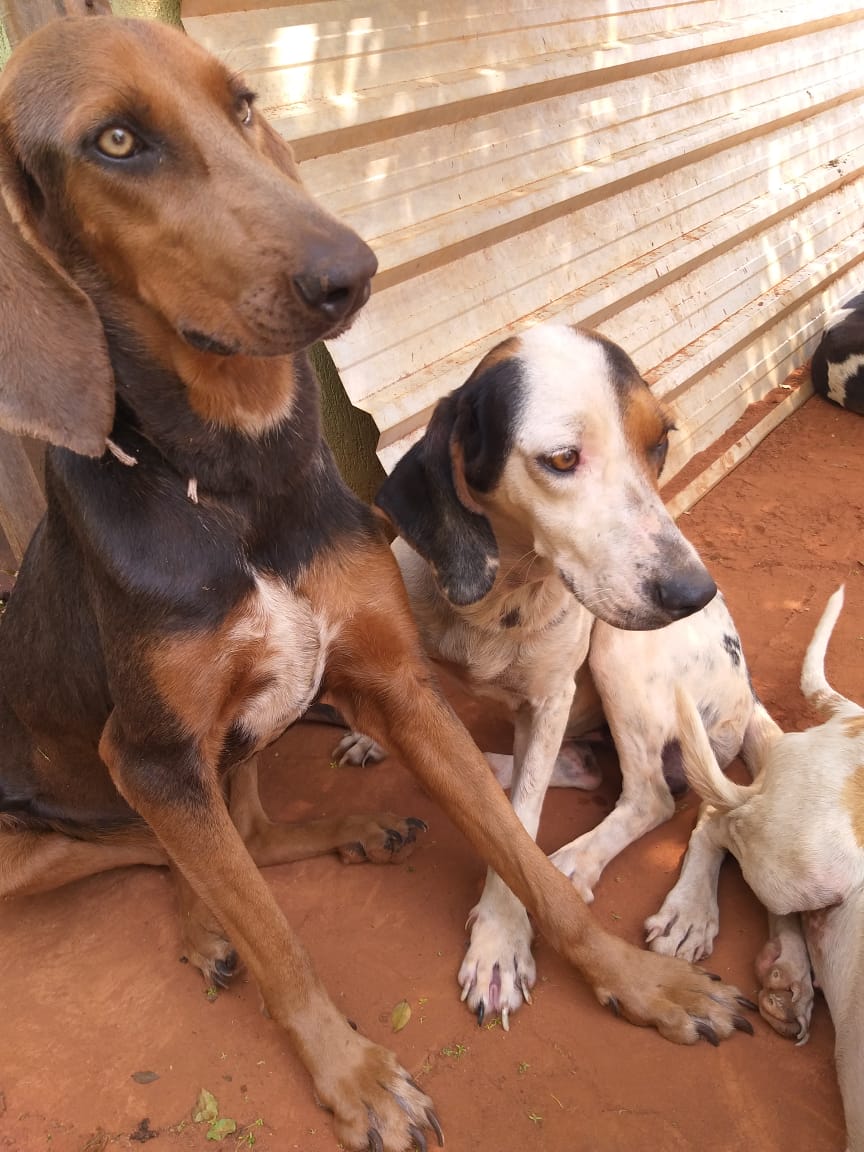 Animais foram resgatados nesta segunda-feira após denúncia de maus-tratos e aguardam decisão judicial para definir futuro da matilha - Divulgação