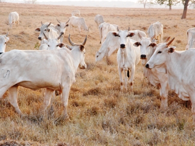 Declaração de movimento de rebanho determina produtividade da terra -