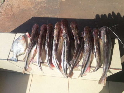 Paranaense é preso em Mundo Novo acusado de pesca predatória - Foto:Divulgação/PMA