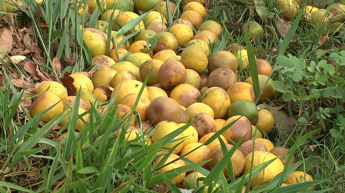 Frutas estavam espalhadas às margens da segunda lagoa - Reprodução/TVC