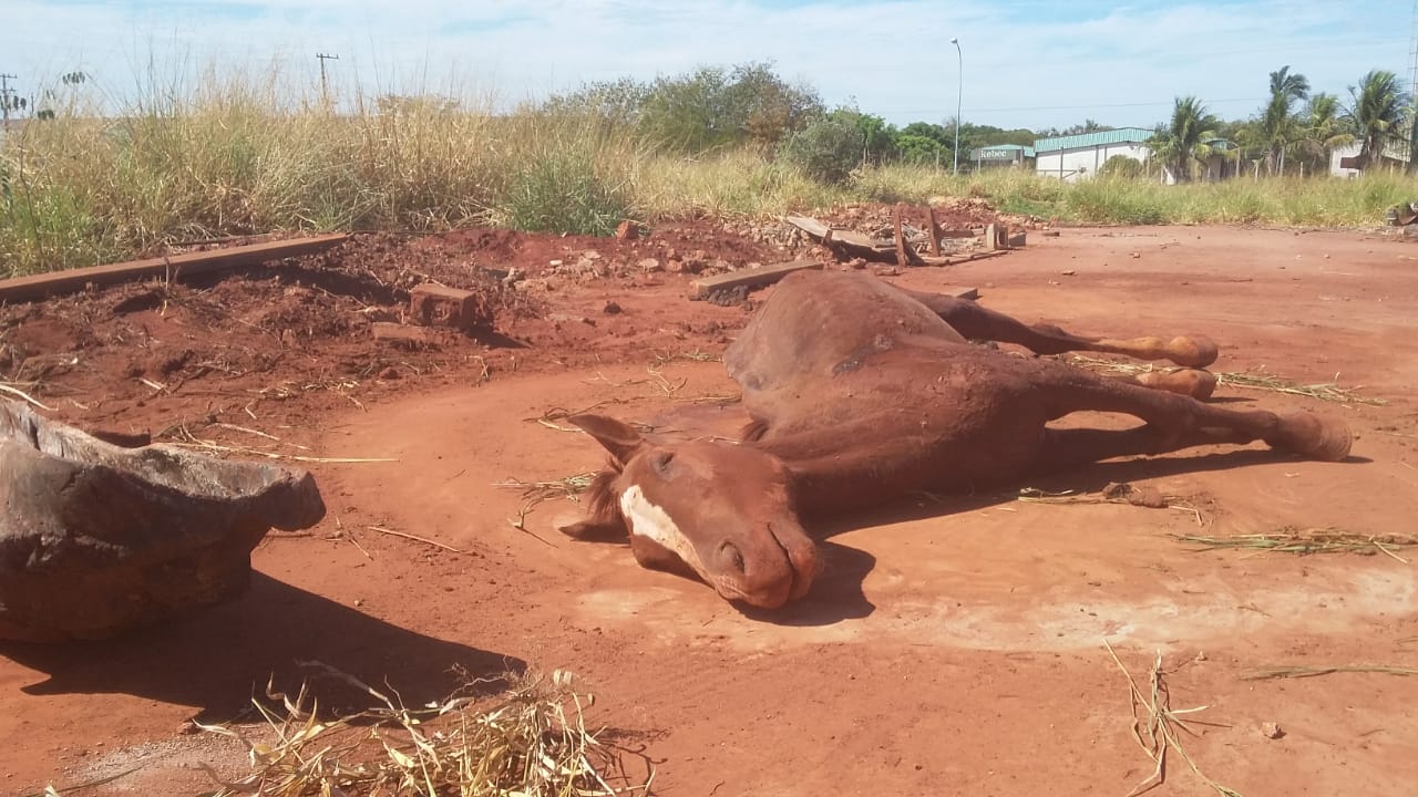 O animal morreu por volta das 14h30 - Lucas dos Anjos/JPNEWS