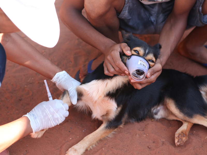 Vacinação anual antirrábica em cães e gatos é neste sábado Vacinação anual antirrábica em cães e gatos é neste sábado