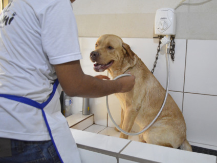 Labrador Conan foi o primeiro cachorro a ganhar um dia de banho e tosa pela promoção - Leandro Elias/JP