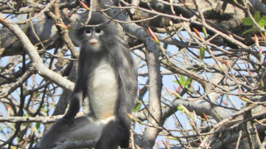 Espécie foi batizada de Popa langur - Divulgação/German Primate Center