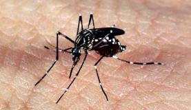 ONU defende direito ao aborto em países atingidos pelo zika