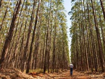 Outro fator de crescimento é a descentralização das bases florestais brasileiras -