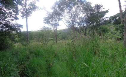 Infrator é responsável pelo desmatamento de 2,06 hectares - Divulgação/PMA