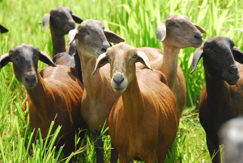 Pesquisador da Embrapa afirma que setor pode crescer em Mato Grosso do Sul - Divulgação