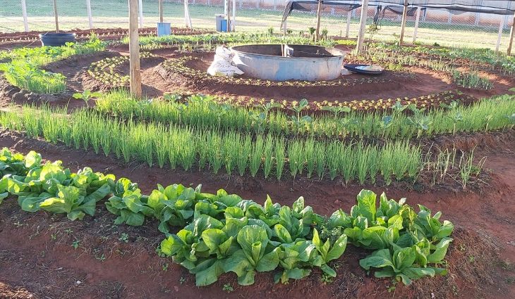 Mais nova iniciativa é uma horta orgânica do tipo “mandala”, com 600 m² - Divulgação
