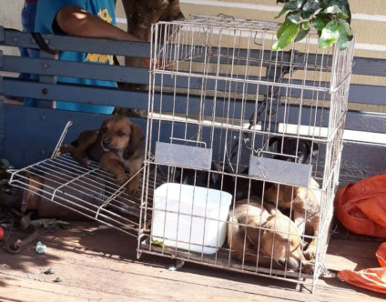 Dono afirmou que cãezinhos seriam levados para adoção e que na rua não havia sombra para estacionar camionete - Divulgação/PC