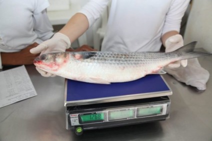 Expecatica é de aumento no consumo de peixe na Semana Santa - Reprodução