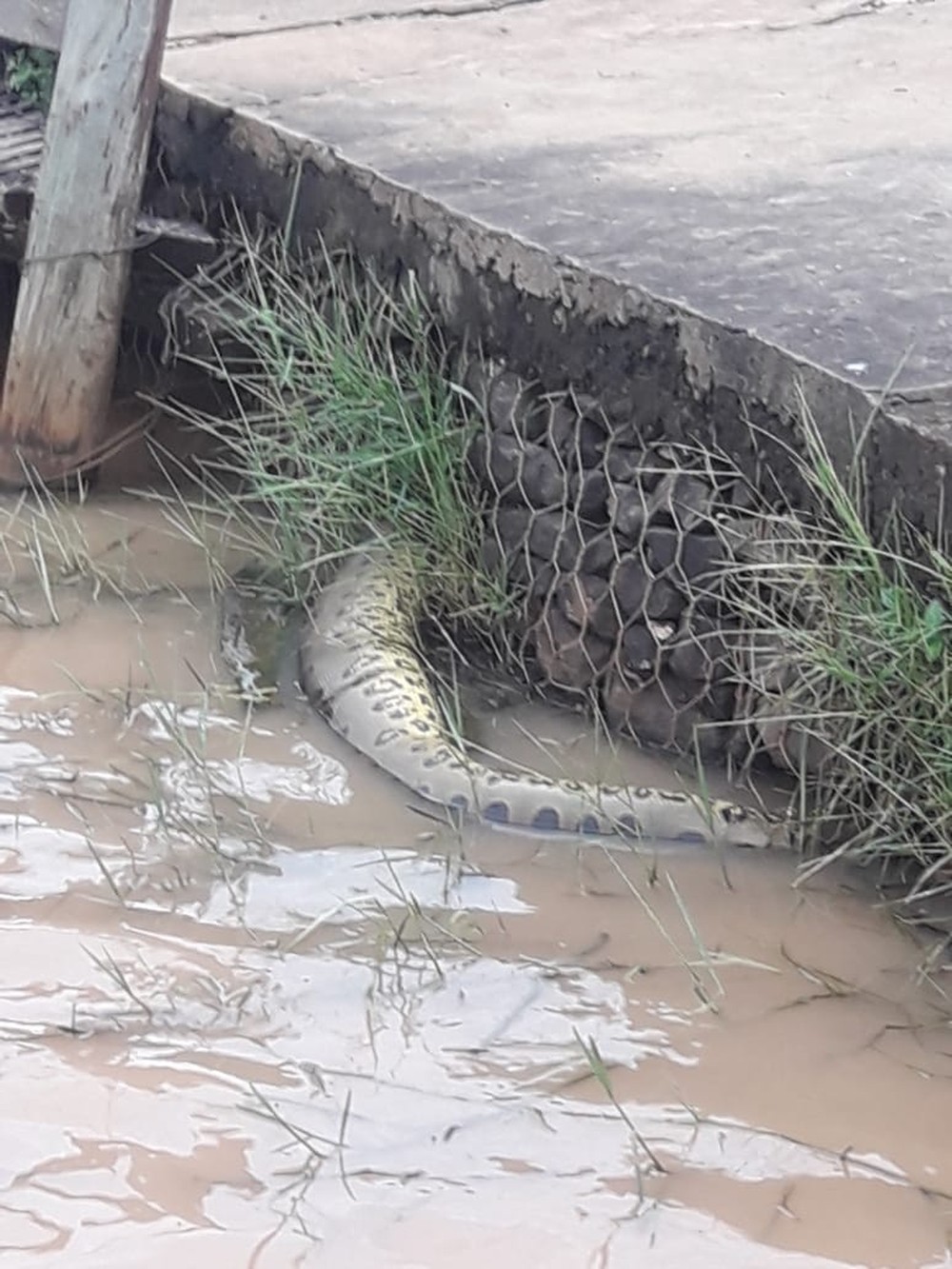 Cobra enroscou ao passar por baixo de deck no Parque das Nações Indígenas - Arquivo pessoal/Cláudio Benites