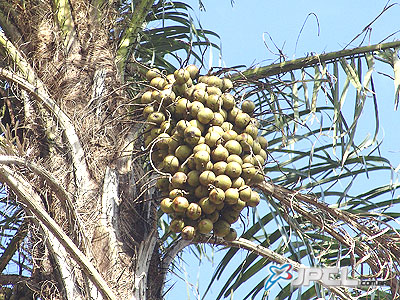 Projeto elaborado na US P, prevê plantio de macaúbas, cuja semente é rica na produção de óleo -