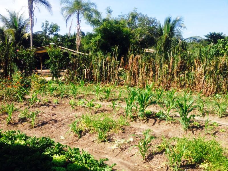 São poucos os moradores que produzem no local  - Ana Cristina Santos 