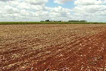 De acordo com o Conab, Mato Grosso do Sul deve cultivar 2,06 milhões de hectares -