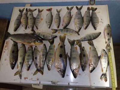 Peixes transportados fora da medida -