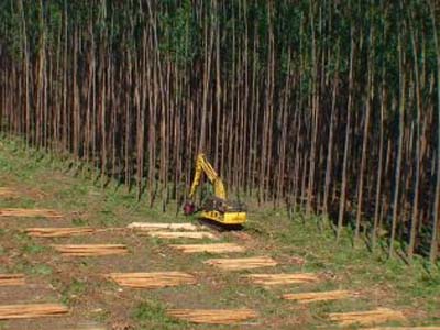 O plantio de eucalipto em Mato Grosso do Sul, no período de sete anos, fez saltar sua produção de 90 mil hectares para 400 mil hectares de cultivo -