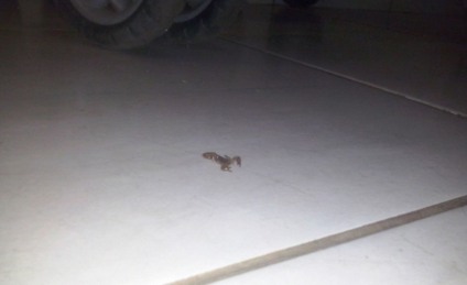 Nessa época do ano, o aparecimento de animais peçonhentos é maior, principalmente do escorpião amarelo - Arquivo/JPNEWS