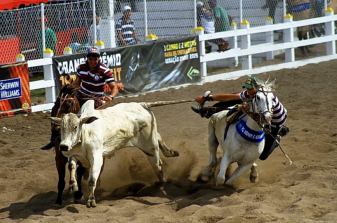 De acordo com o texto aprovado, ficam reconhecidos o rodeio, a vaquejada e o laço como expressões esportivo-culturais pertencentes ao patrimônio cultural brasileiro de natureza imaterial. - Foto: Tatiana Azeviche/ Governo da Bahia De acordo com o texto aprovado, ficam reconhecidos o rodeio, a vaquejada e o laço como expressões esportivo-culturais pertencentes ao patrimônio cultural brasileiro de natureza imaterial. - Foto: Tatiana Azeviche/ Governo da Bahia