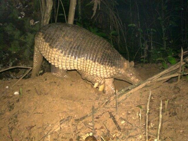 O tatu-canastra, de acordo com o biólogo, tem a característica de “engenheiro do ecossistema” - Foto: Arquivo/IPÊ