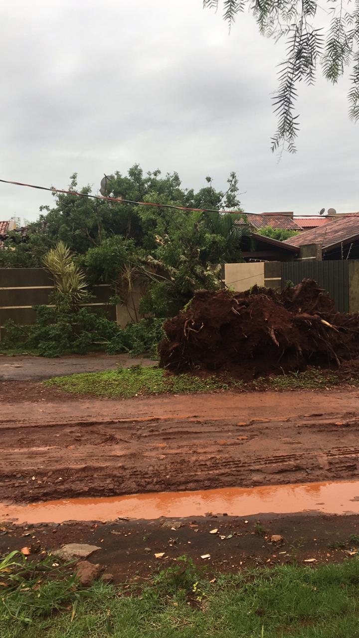 Temporal durou meia hora e, além de derrubar árvores, destelhou casas e deixou regiões da cidade sem luz - Divulgação