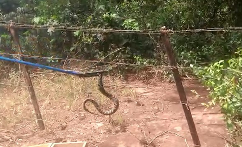 Serpente do gênero Bothrops, é conhecida popularmente como Jararaca - Divulgação/PMA