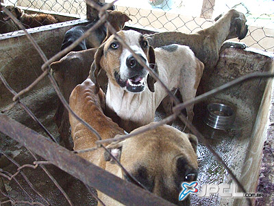 Na tarde de ontem (17), mais de 20 cães aguardavam a morte no canil do centro -