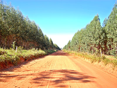 Nas áreas que terras degradadas em Mato Grosso do Sul Florestal vai investir no plantio de eucaliptos e outros tipos de árvores -