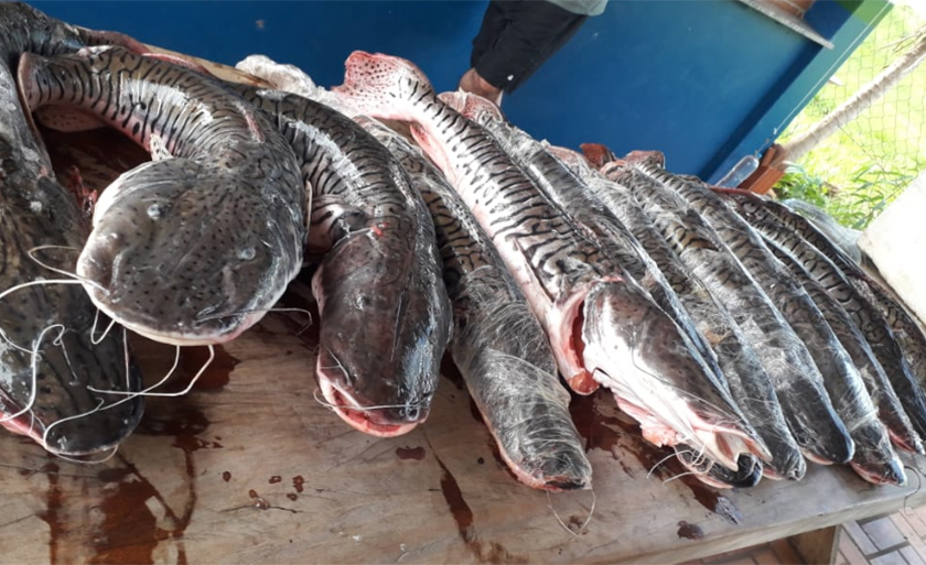 Na camionete foram encontrados 80 kg de pescado ilegal - Divulgação/PMA