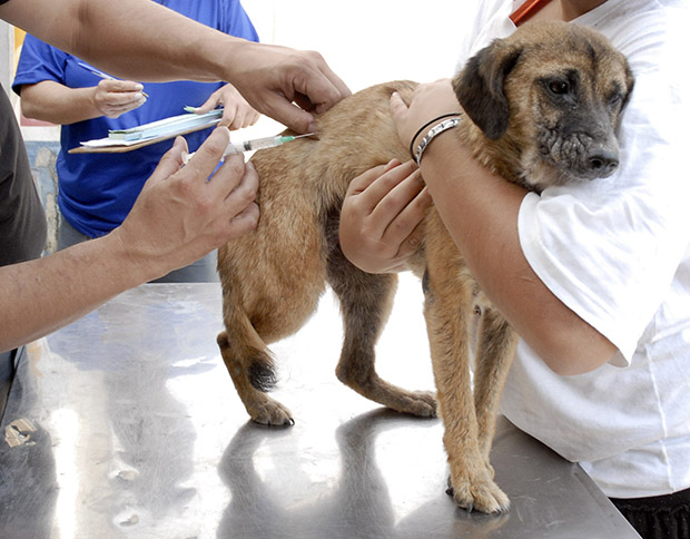 Saúde realiza vacinação antirrábica de cães e gatos Saúde realiza vacinação antirrábica de cães e gatos