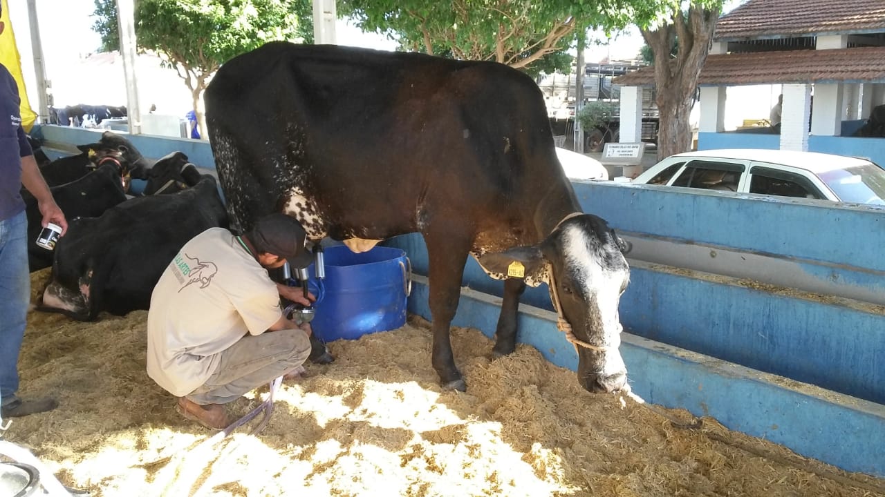 A vaca Navegante, da Fazenda Belas Artes, foi a campeã do Torneio Leiteiro realizado em Paranaíba (MS) - Talita Matsushita/JPNEWS