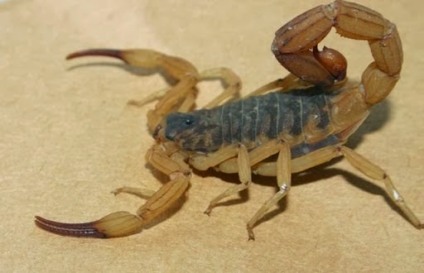 Escorpião Tityus serrulatus