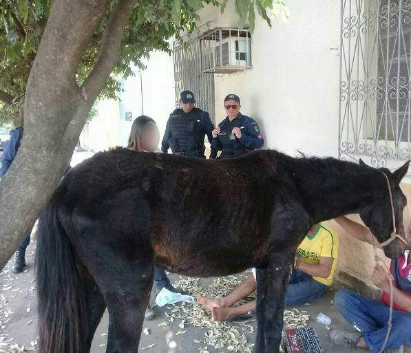 Animal está em abrigo temporário e grupo pede doações para tratamento veterinário - Divulgação/Charlene Bortoleto