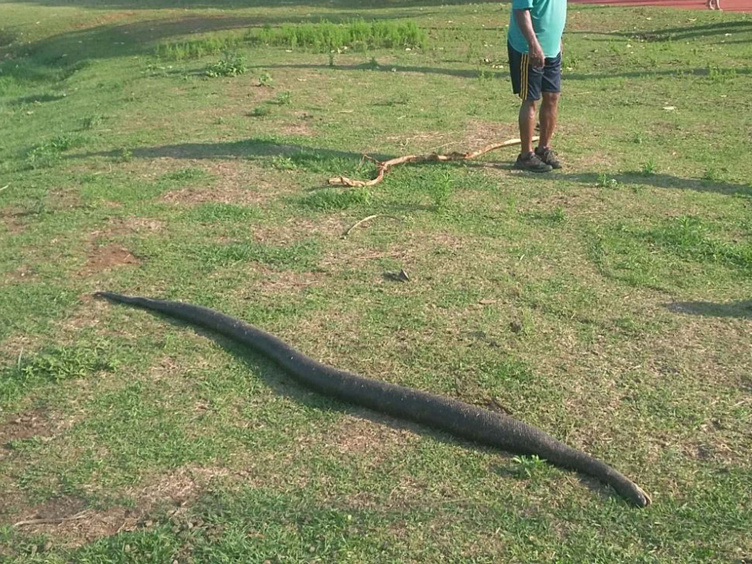 Polícia Militar Ambientar foi acionada para remover a cobra do local - Cláudio Junior/TVC