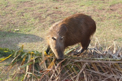 Capivara na Lagoa Maior, em Três Lagoas, chama a atenção durante "café da manhã", nesta segunda (21). - Danielle Leduc/JPNEWS