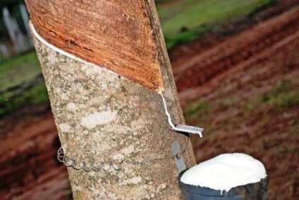 Sangria da seringueira para coleta do látex -