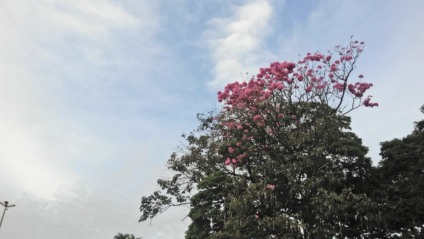 A frente fria chega em Mato Grosso do Sul amanhã (12) com nebulosidade e ventos com rajadas e pancadas de chuva com trovoada - Talita Matsushita/JPNEWS