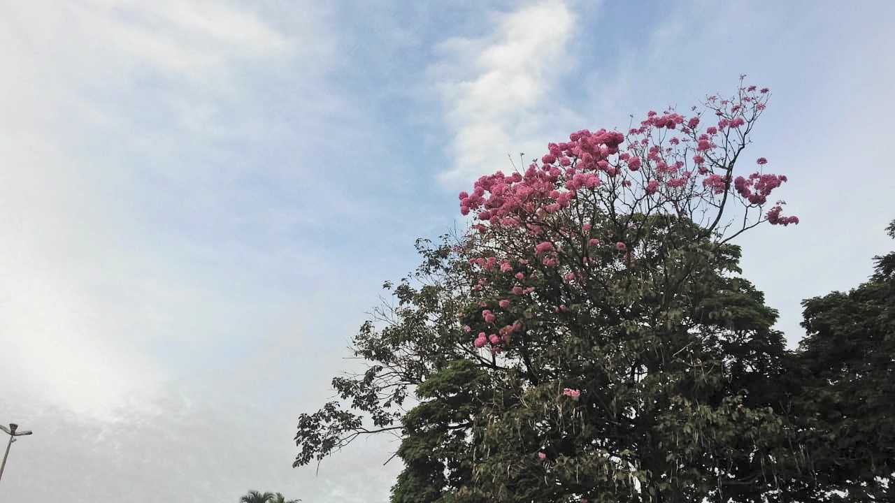 A frente fria chega em Mato Grosso do Sul amanhã (12) com nebulosidade e ventos com rajadas e pancadas de chuva com trovoada - Talita Matsushita/JPNEWS