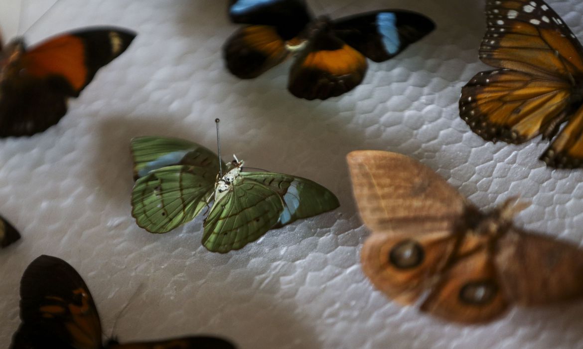 Mostras contam com réplicas das estruturas e parte do acervo real - Foto: Marcelo Camargo/Agência Brasil