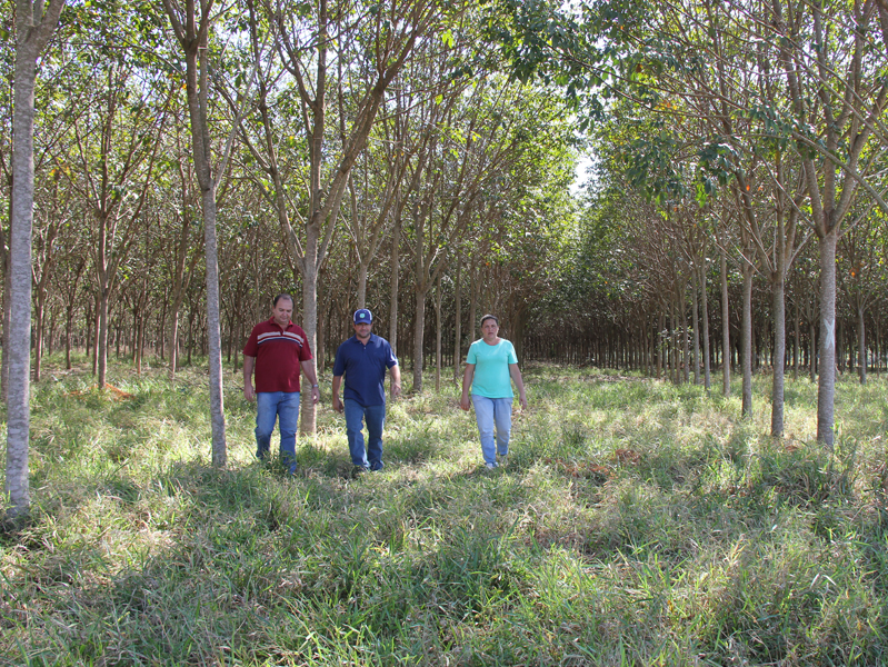 Diretoria de Fomento Agropecuário visitou as 46 propriedades rurais do município que possuem o plantio de seringueira - Divulgação