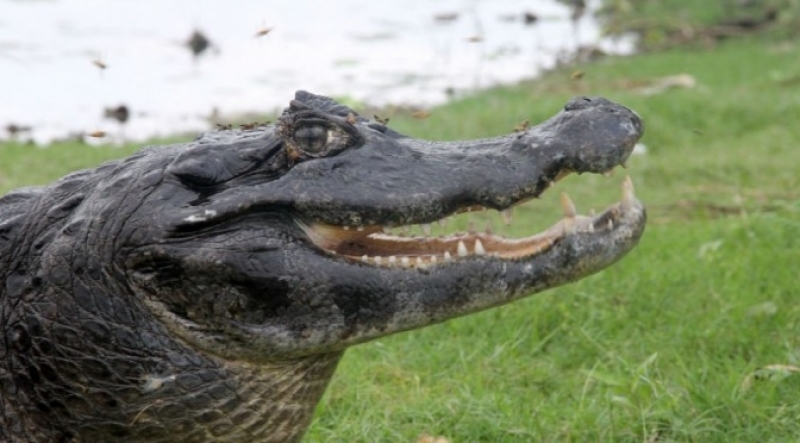Planície do Paraguai, o Pantanal, na época das cheias, pode ficar recoberta por lençol d’água contínuo de até 25 km de largura - Chico Ribeiro
