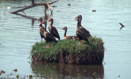 Seis marrecos, da mesma família, são flagrados juntos na Lagoa Maior - Hugo Leal/JPNEWS