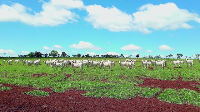 Produtores poderão voltar a vender carnes de bovinos, suínos e ovinos de Mato Grosso do Sul, Paraná e do Tocantins a chilenos - Arquivo /JPNEWS