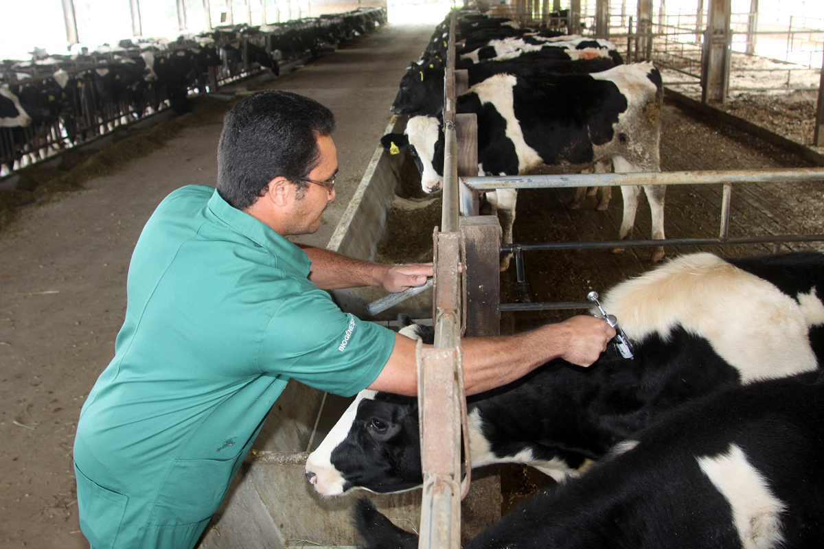 Vacina contra a febre aftosa vai ter sua dose reduzida de 5 ml para 2 ml - Divulgação