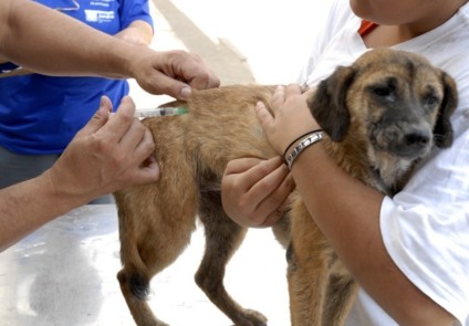 Animais domésticos precisam vacinar contra raiva uma vez ao ano; mais informações pelo telefone 3313-500 - Divulgação